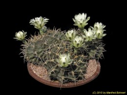 Gymnocalycium tudae 108